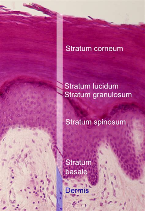 unique characteristics of stratum corneum